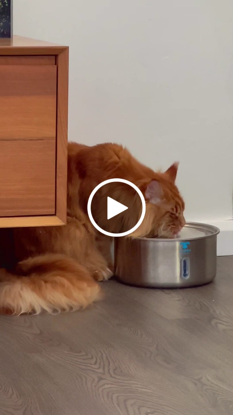 Customer video review of 7L Stainless Steel Automatic Pet Water Fountain
