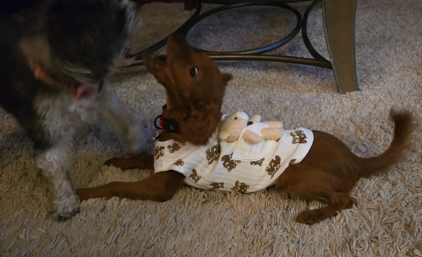 Customer photo review of Bear Decor Fleece Dog Harness Vest