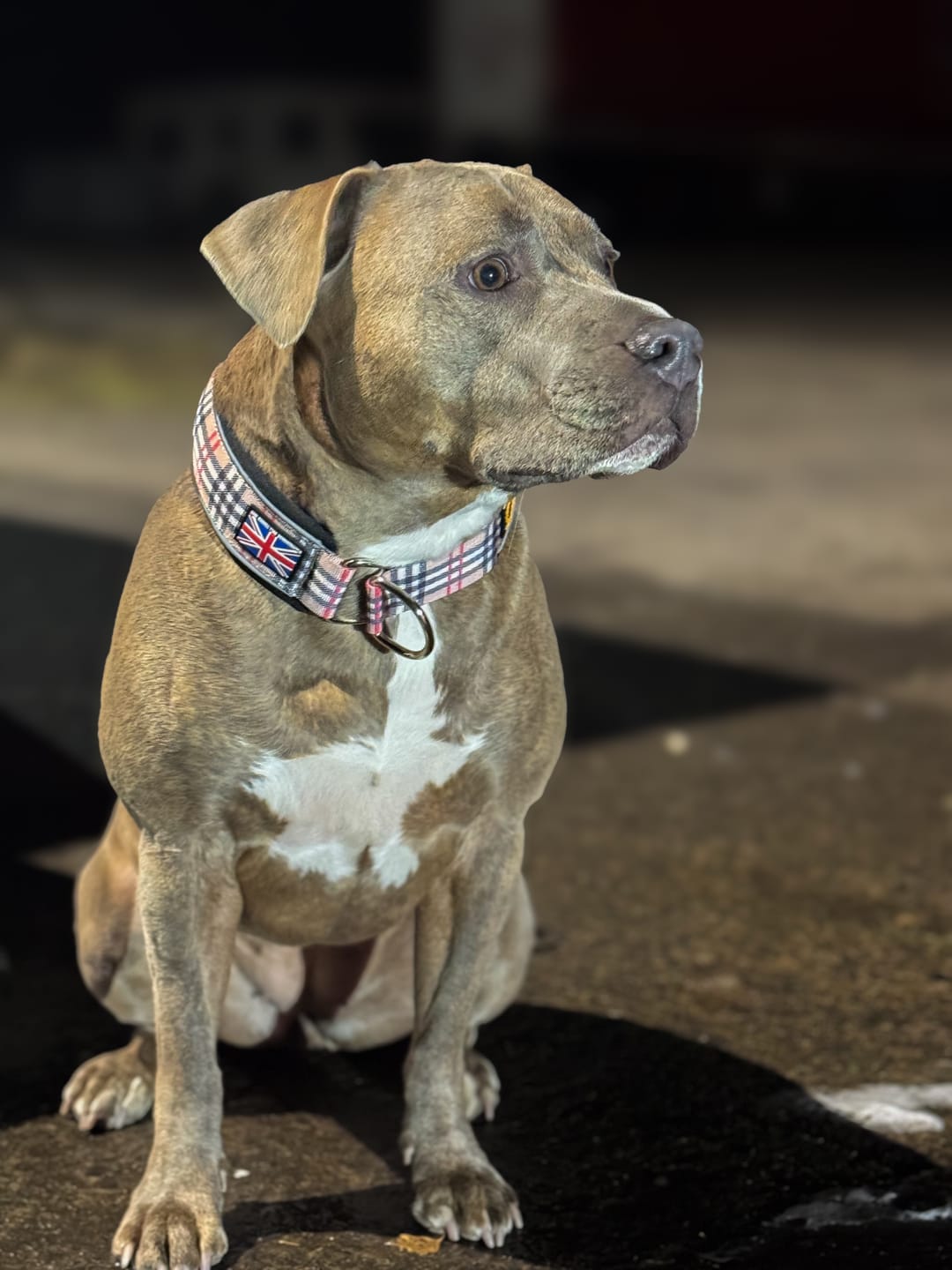 Customer photo review of Staffordshire Bull Terrier 1935® Martingale Collar - Staffburry Beige