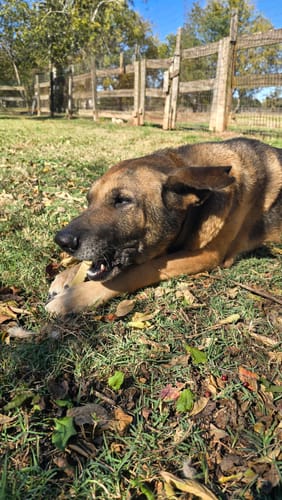 Customer photo review of 4-Stick Yak Chew Pack – Mint, Banana, Strawberry & Pumpkin