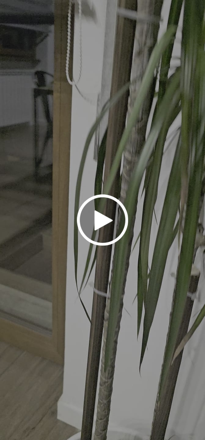 Customer video review of Cacti & Succulent Mix
