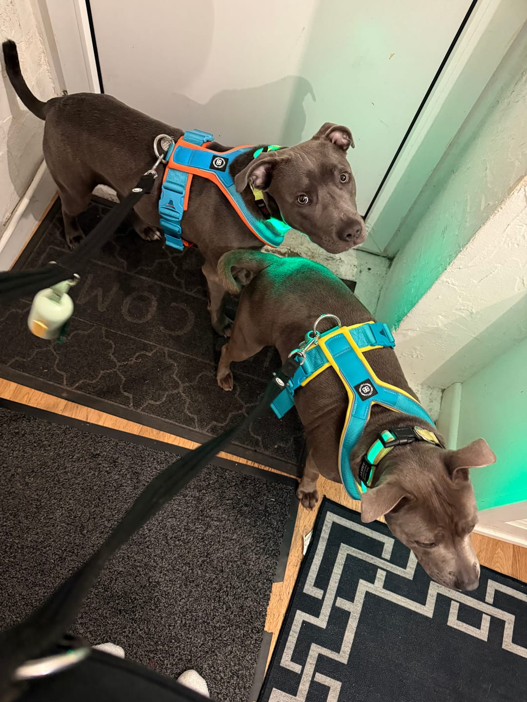 Customer photo review of Slip on Harness | Foam Padded - Turquoise x Yellow
