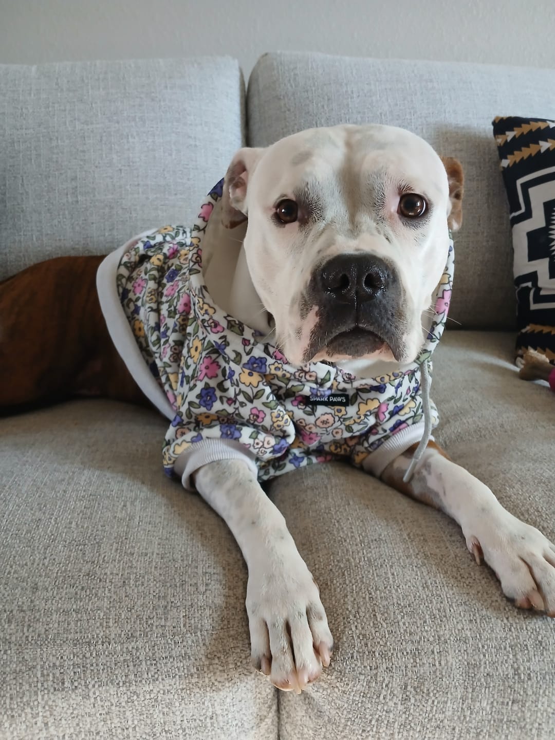 Customer photo review of Vintage Flower Dog Hoodie - Light Grey
