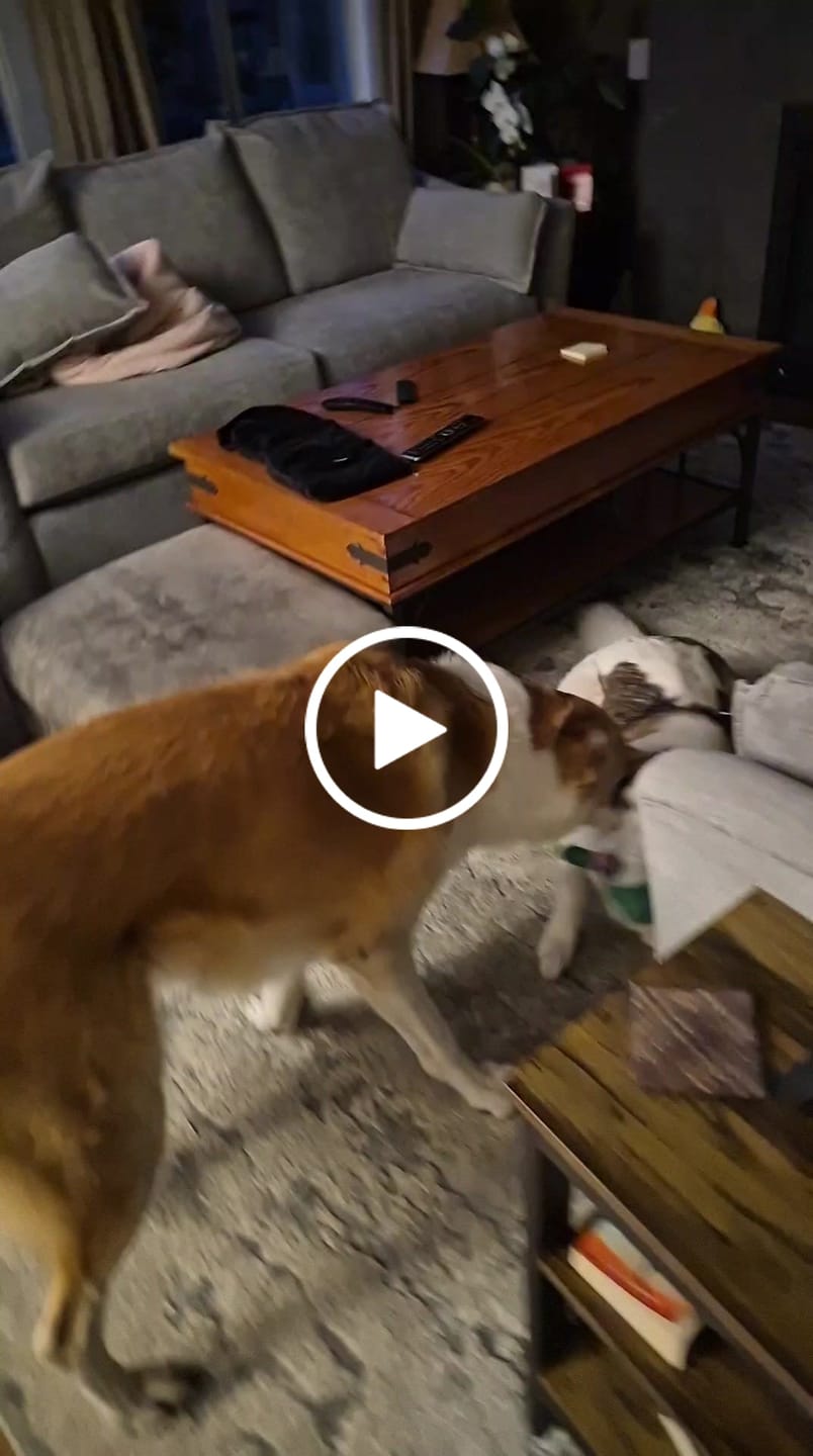 Customer video review of 6 Inch Beef Trachea