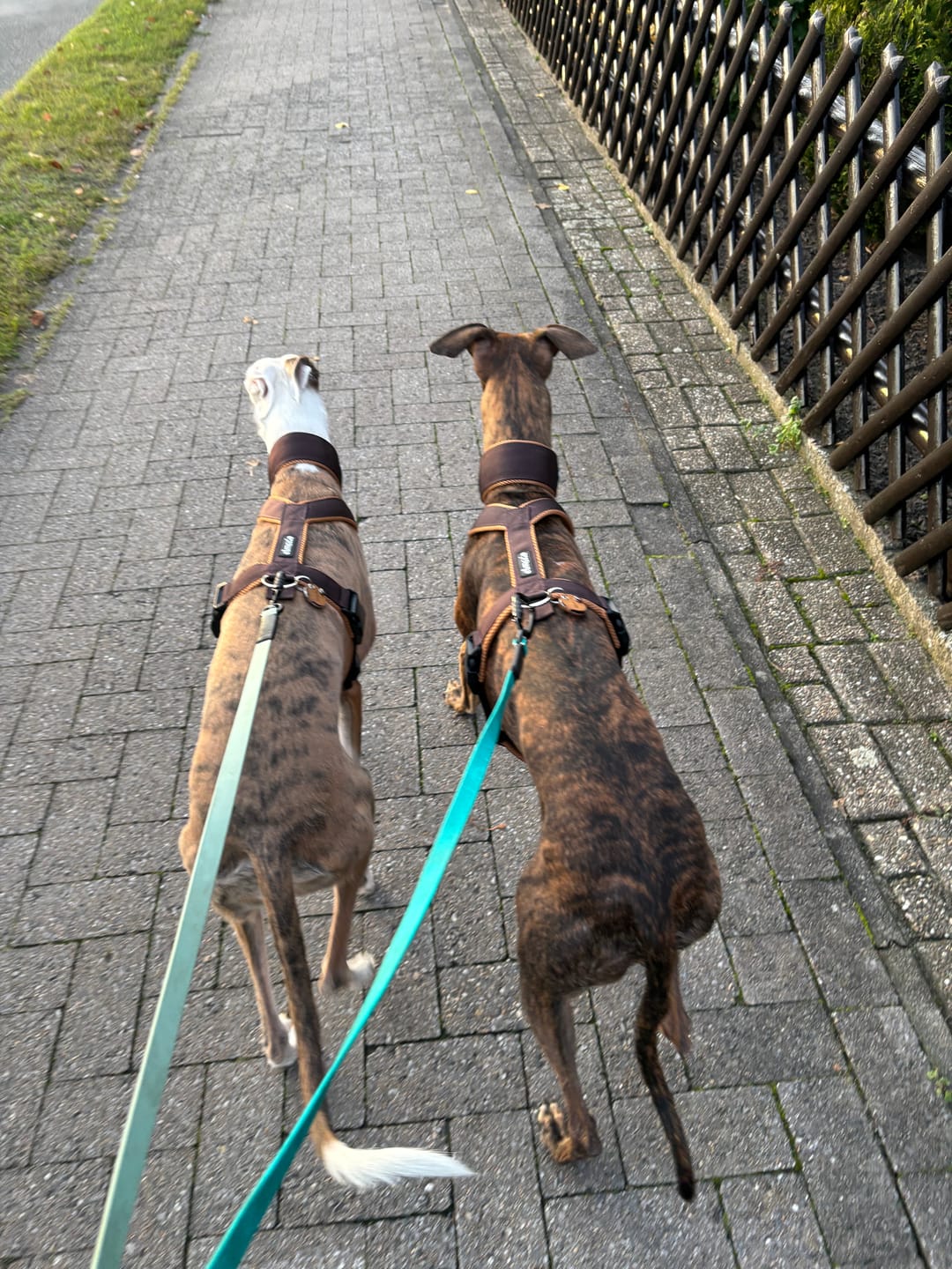 Customer photo review of Windhundgeschirr FUN "Toffee"