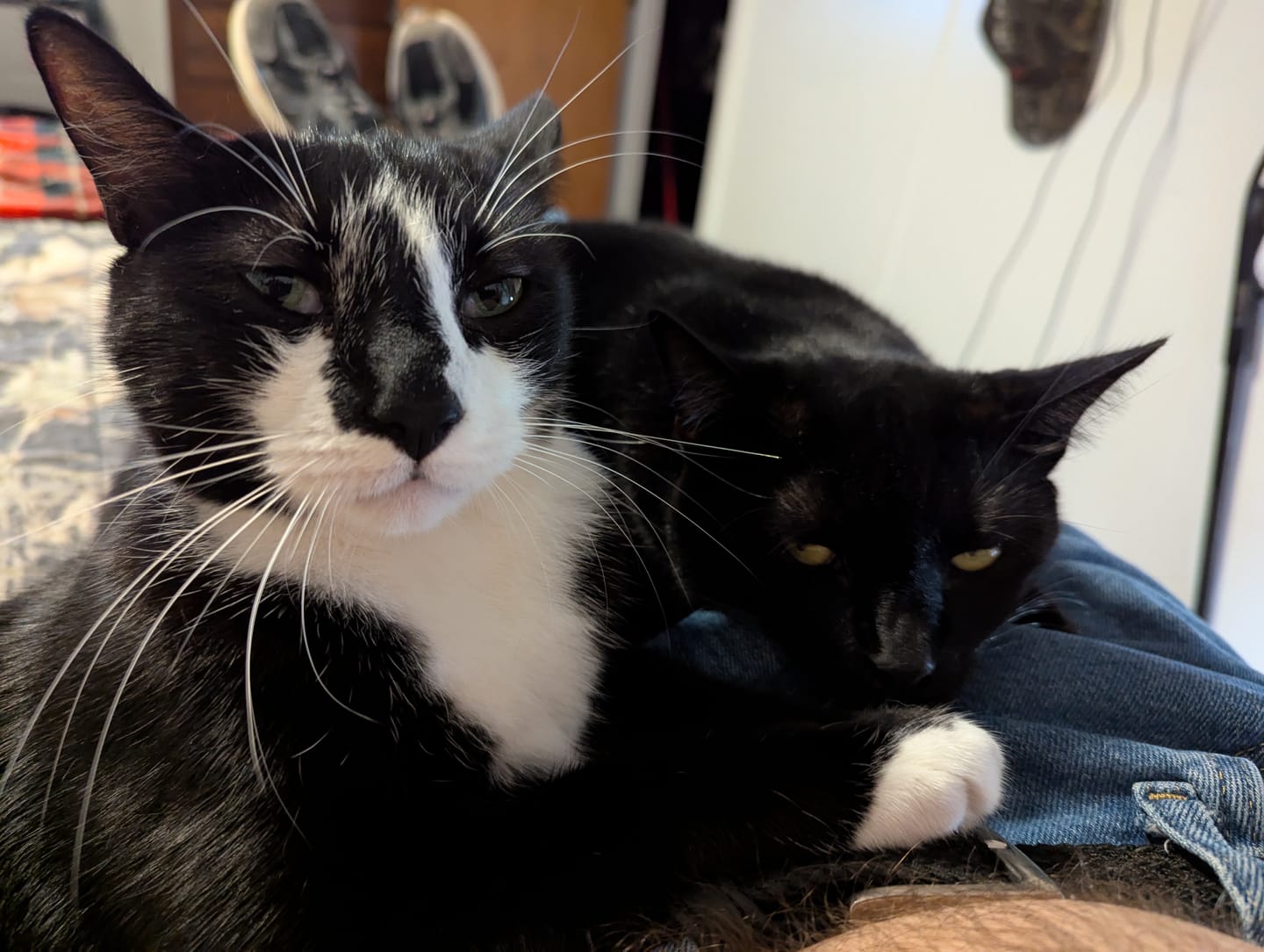 Customer photo review of Cat Dental Care & Bad Breath Remedy
