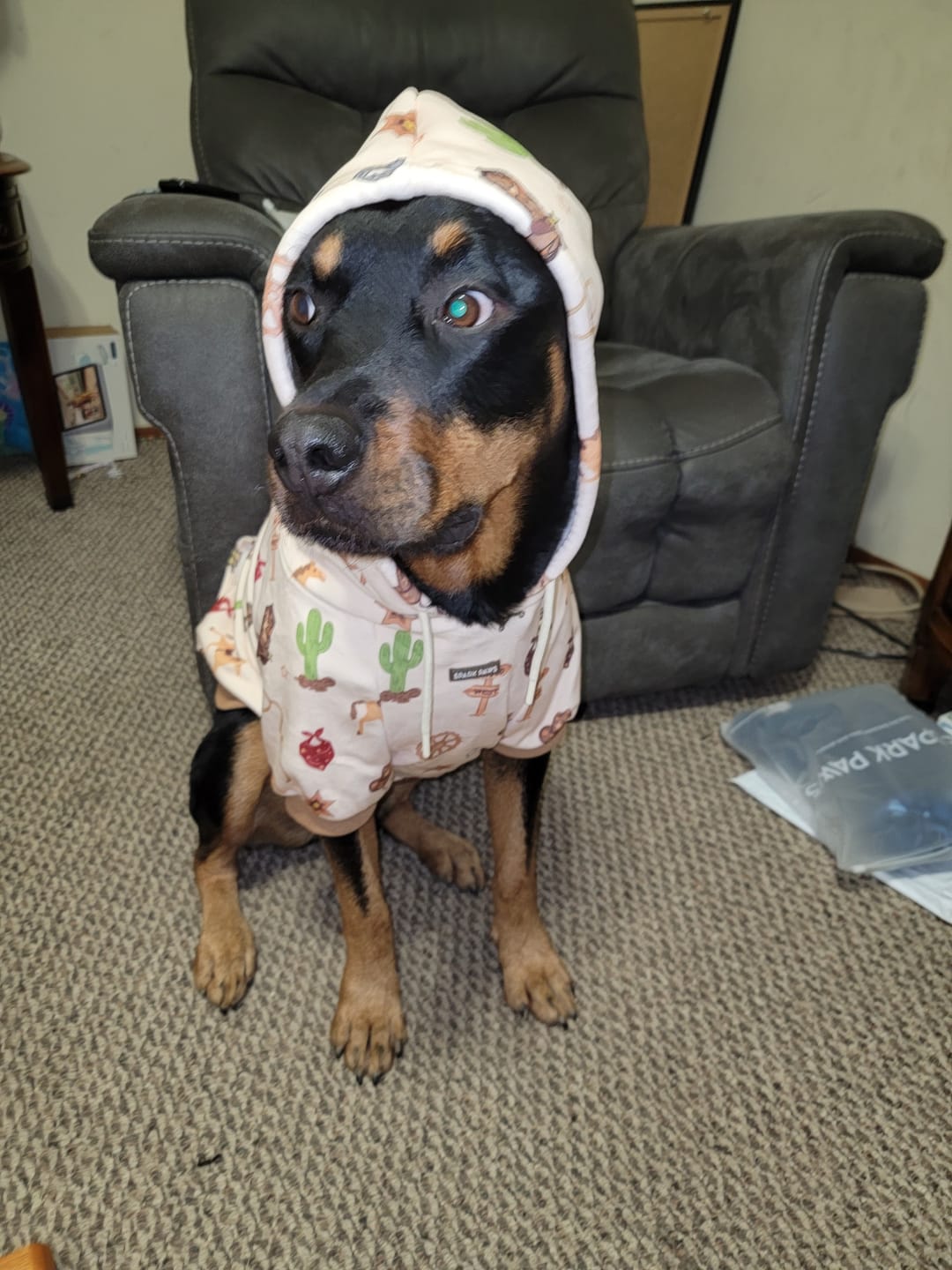 Customer photo review of Rodeo Dog Hoodie