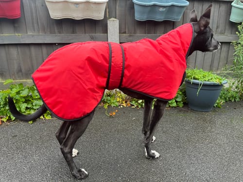 Customer photo review of Vetra - Warm Sighthound Coat with Zip Harness Hole