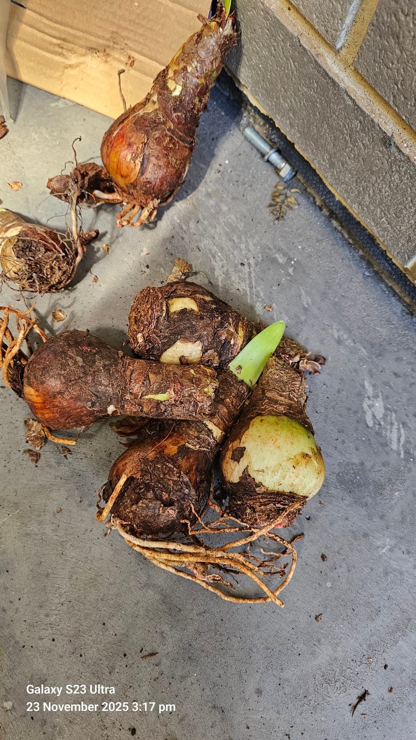 Customer photo review of Hippeastrums | Amaryllis | Hippeastrum x hybridum