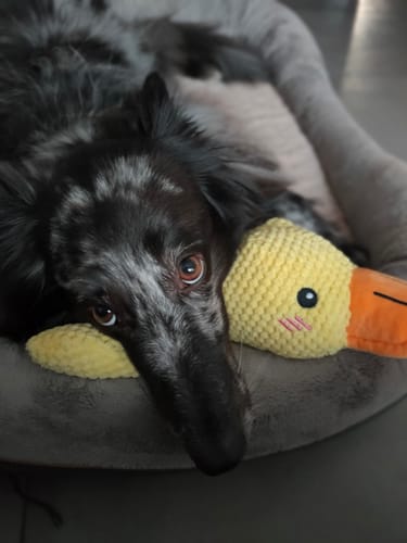 Customer photo review of Duck™ - Il Pupazzo Indistruttibile