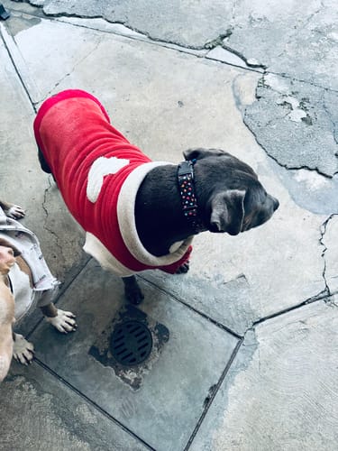 Customer photo review of Collar personalizado para Mascota: Amor Nocturno