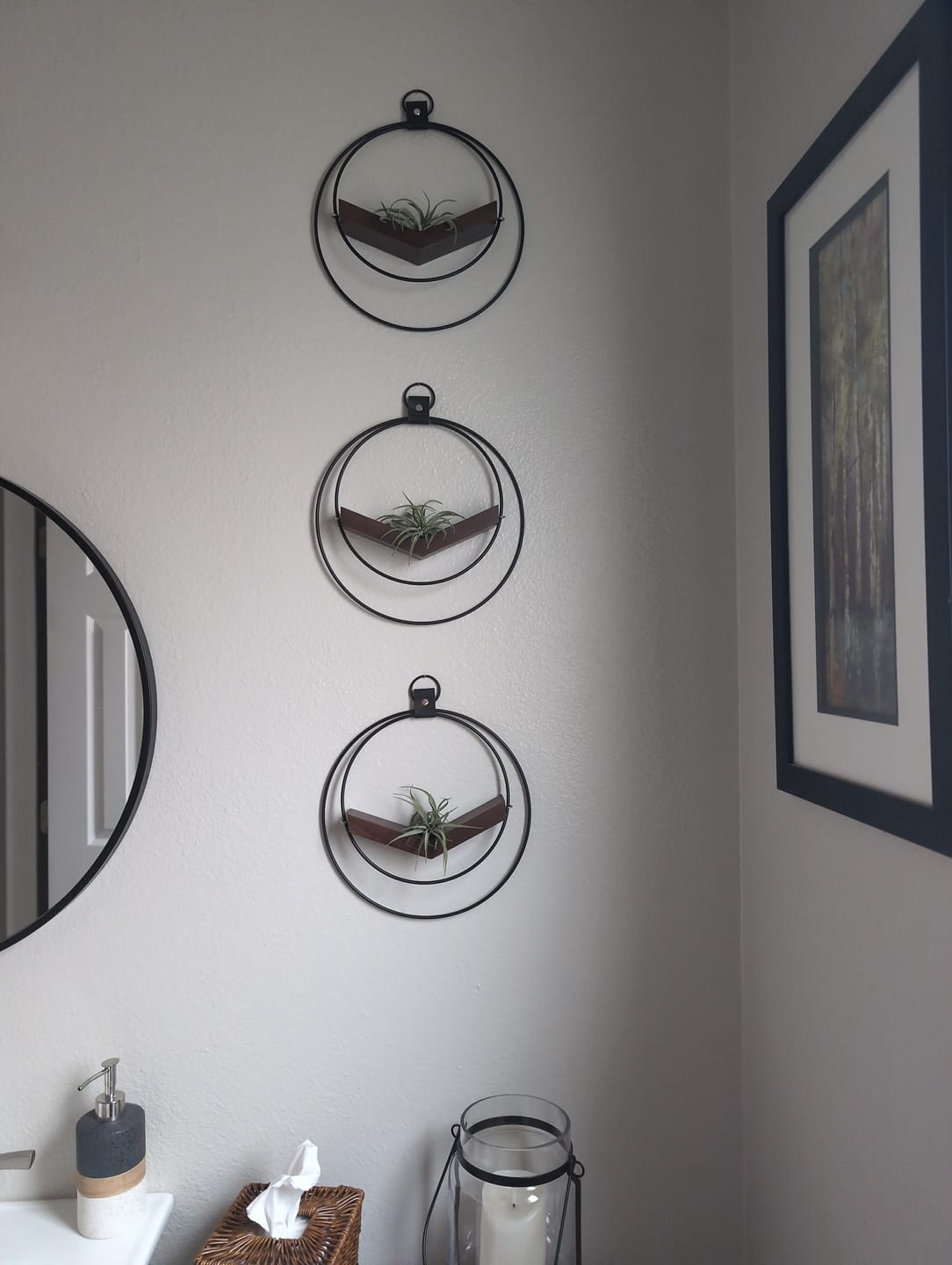 Customer photo review of Air Plant V-Hanger Trio