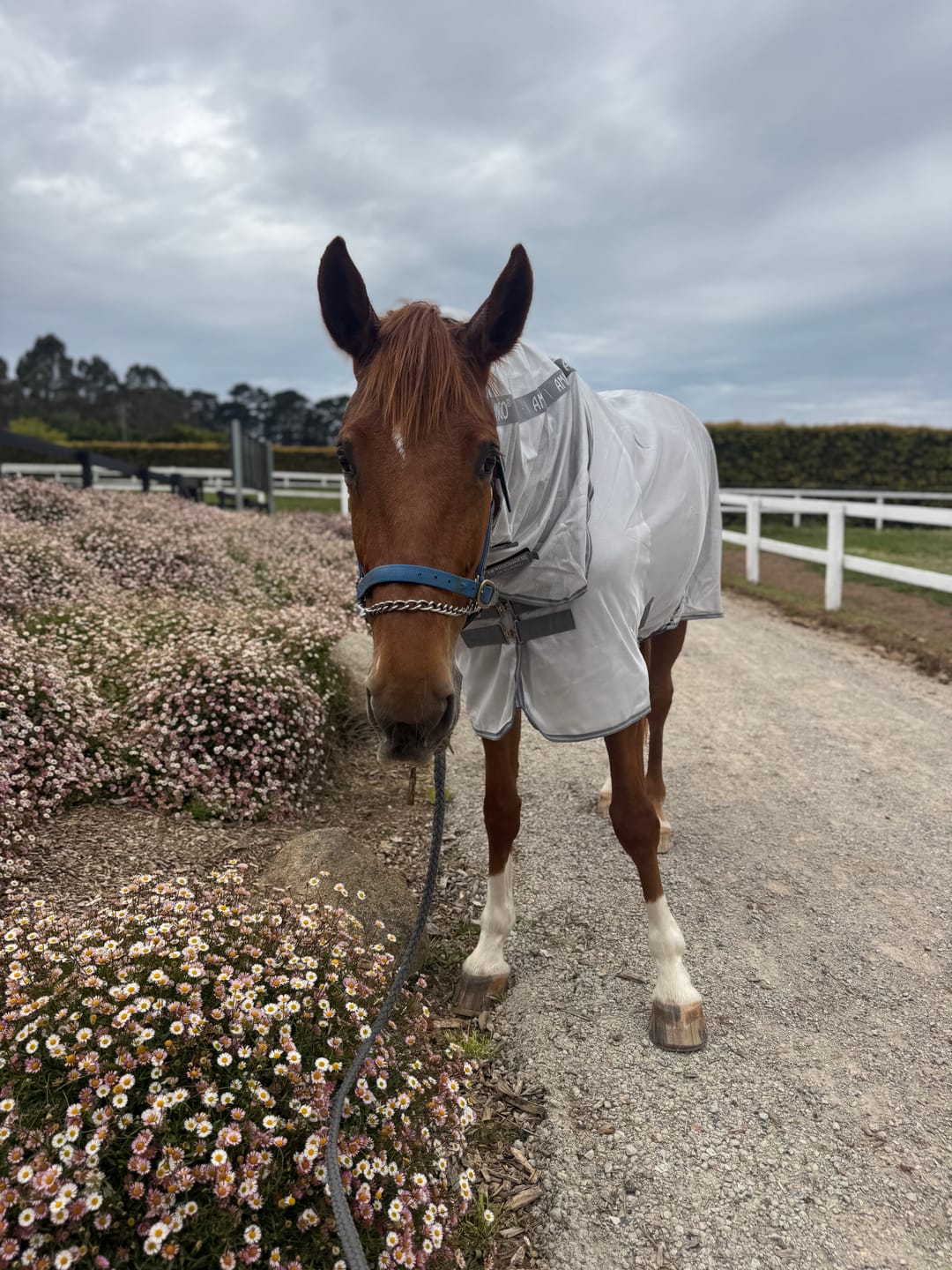 Customer photo review of Amigo Integrated Fly Sheet