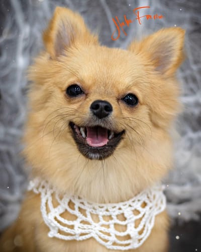 Customer photo review of FunFunPet 高機能ハーネス（お名前タグ作成サービス付き）