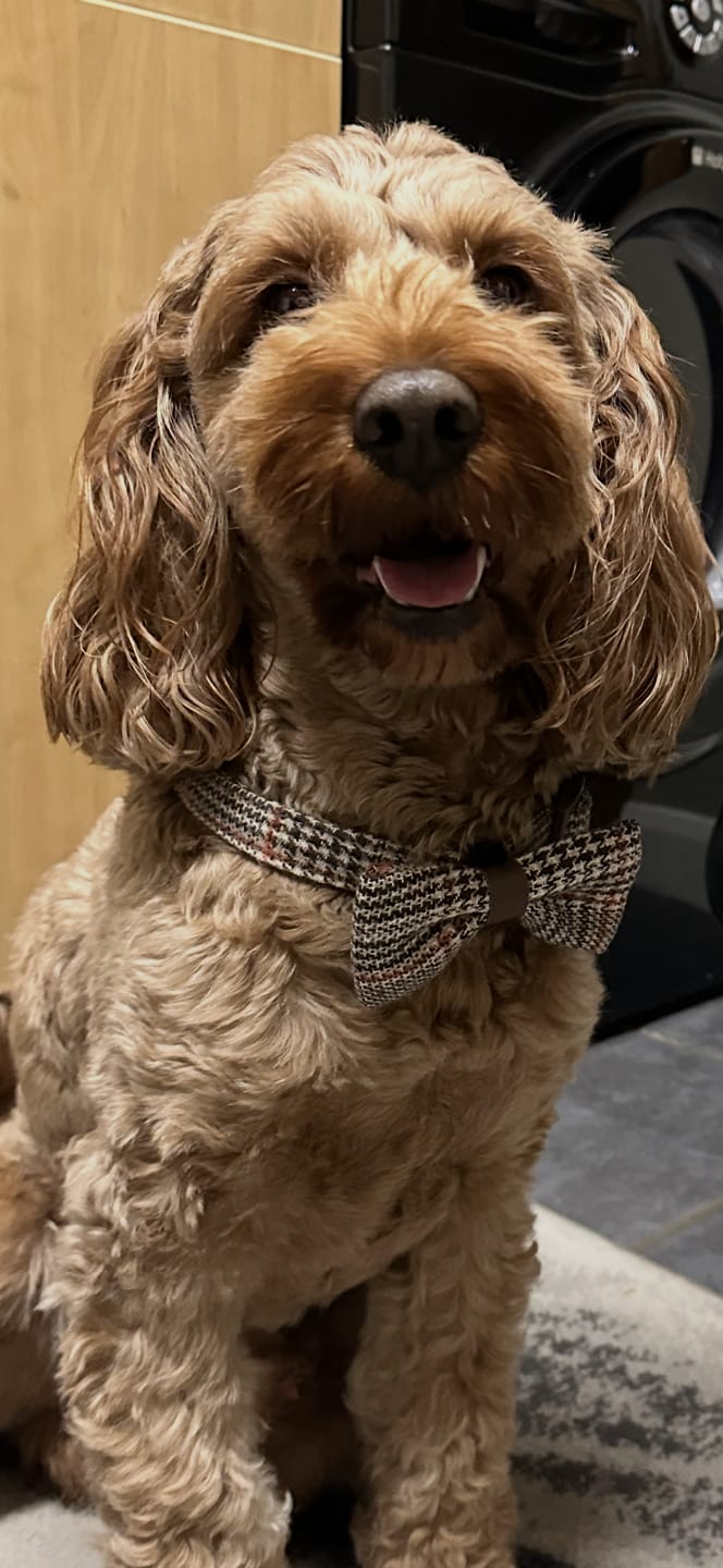 Customer photo review of Bow Tie - Colour Drops - Heritage Plaid