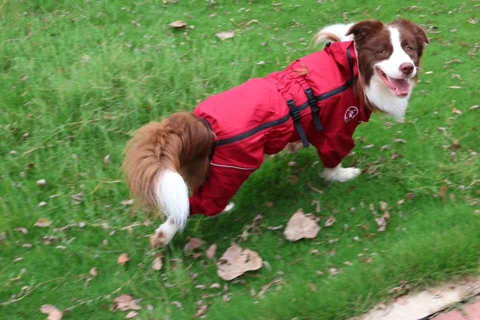Customer photo review of Chubasquero MellowPurr Ventura – Protección Exterior Profesional