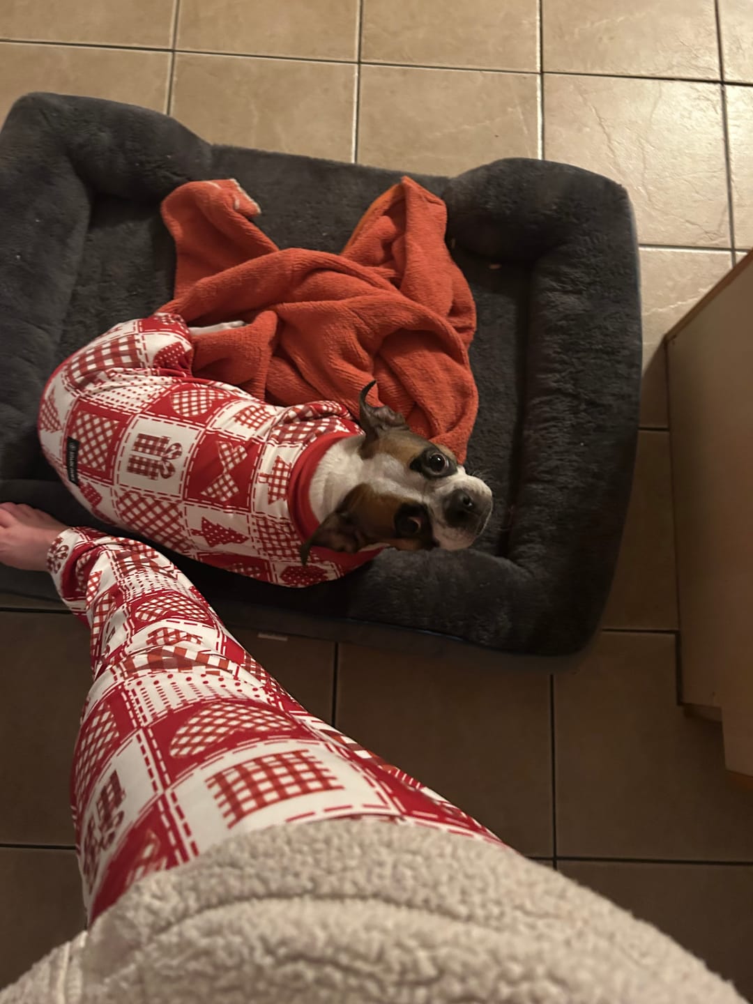 Customer photo review of Dog Christmas Pajama - Festive Patchwork
