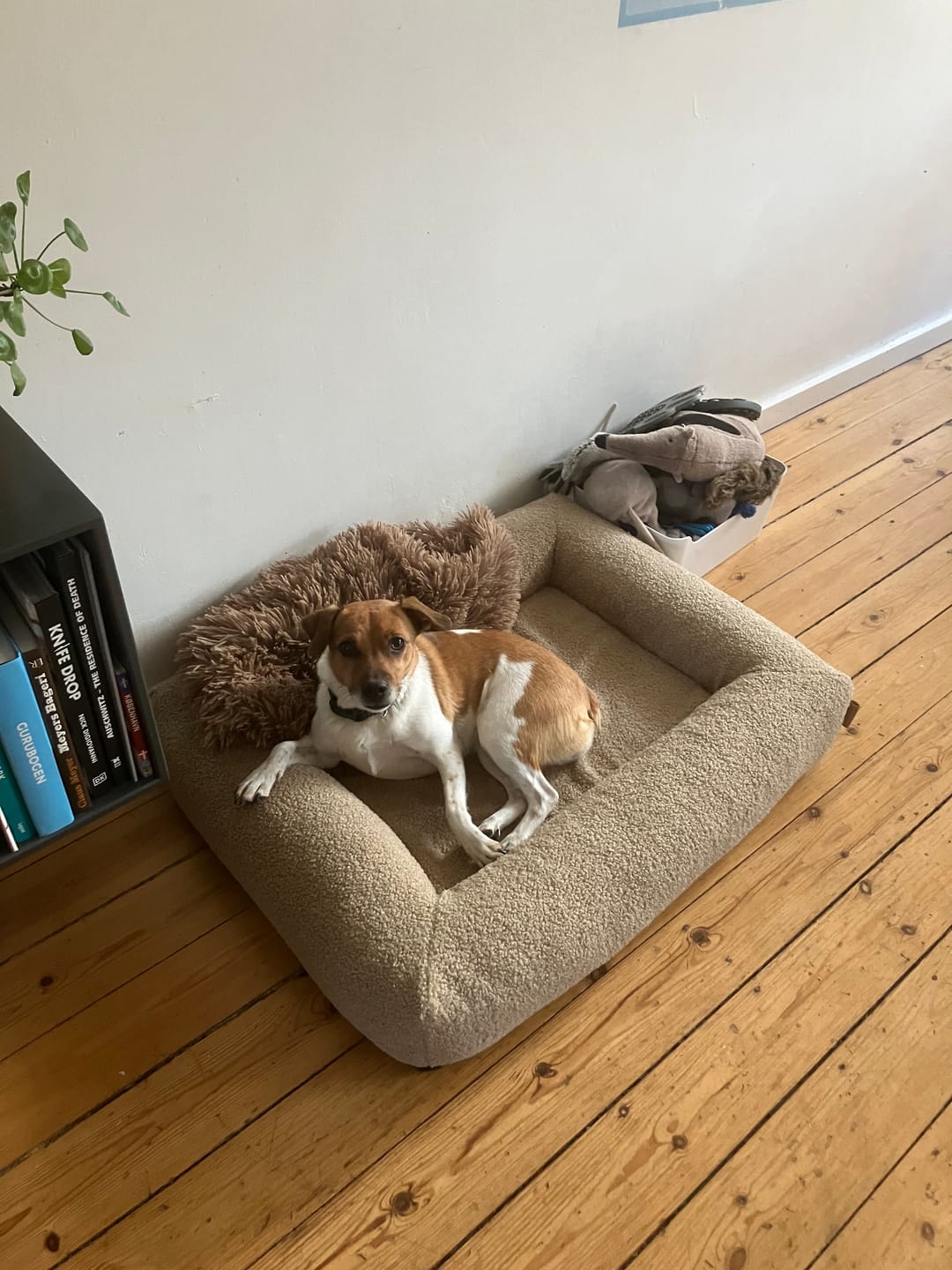 Customer photo review of Staey - Karla Ortopædisk Hundeseng, Oat Bouclé