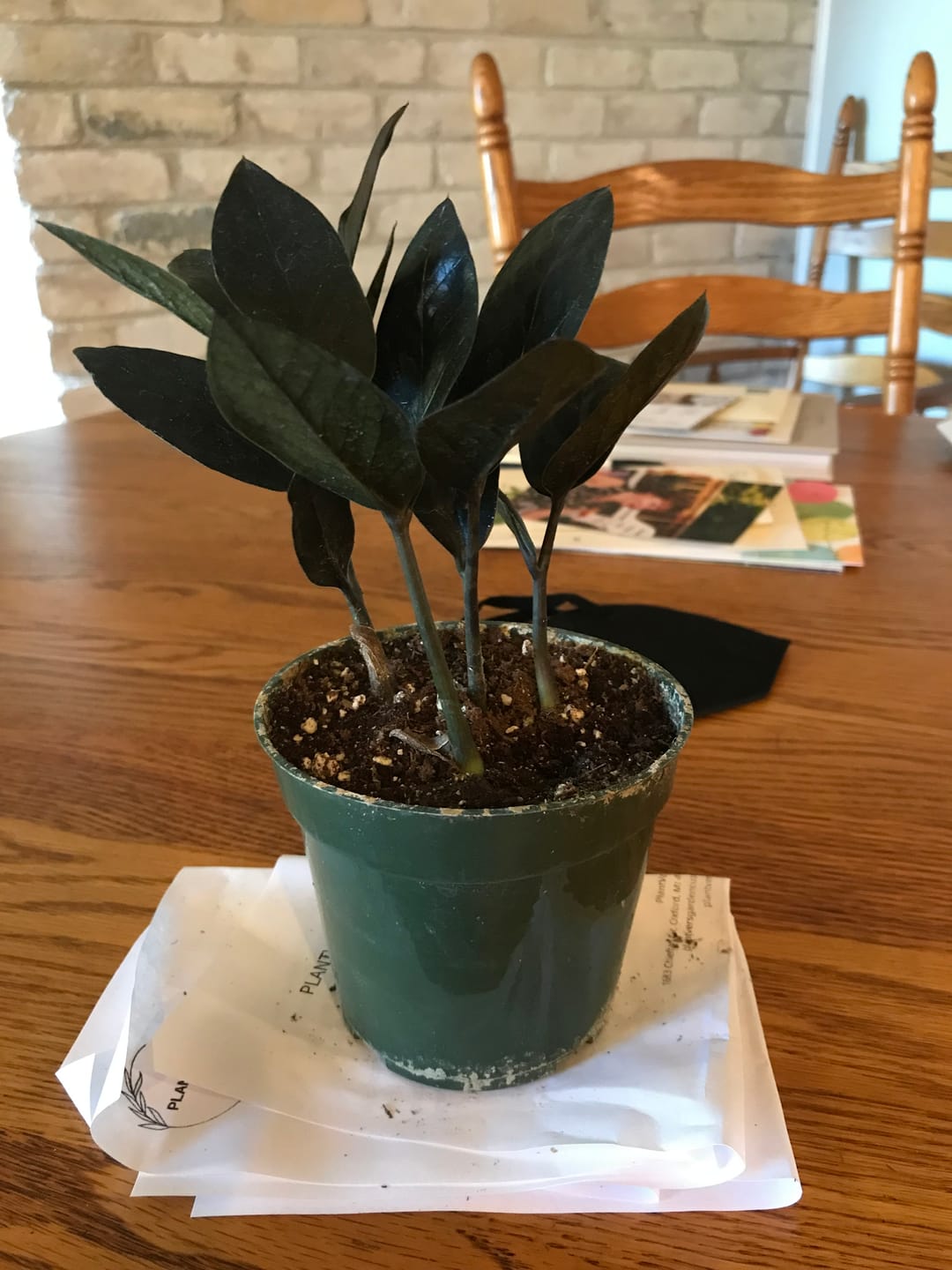 Customer photo review of Raven ZZ plant | Indoor Live Zamioculcas Zamiifolia Raven Plant | Rare Indoor Plant | Zansibar gem | Black ZZ Plant