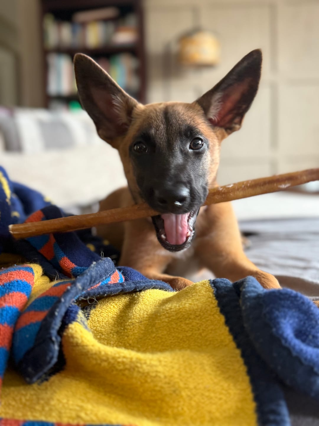 Customer photo review of 12 Inch Standard Bully Stick