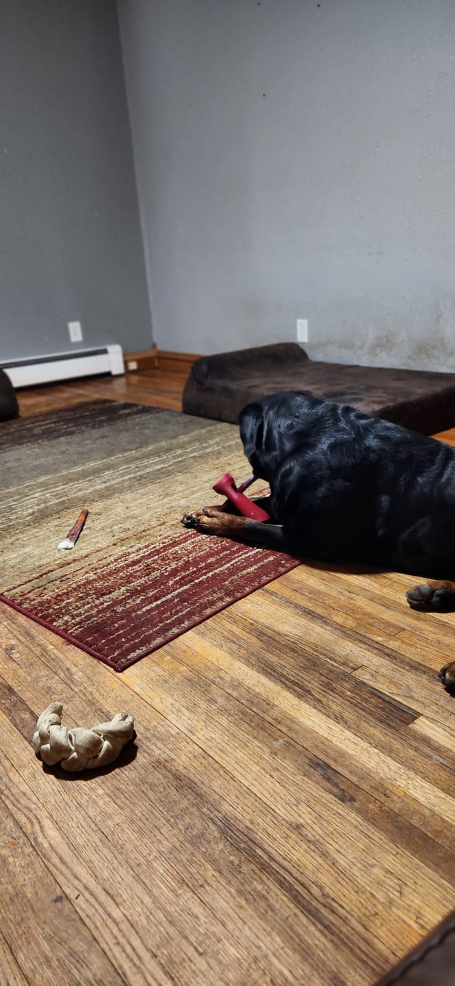 Customer photo review of Bully Stick Safety Holder