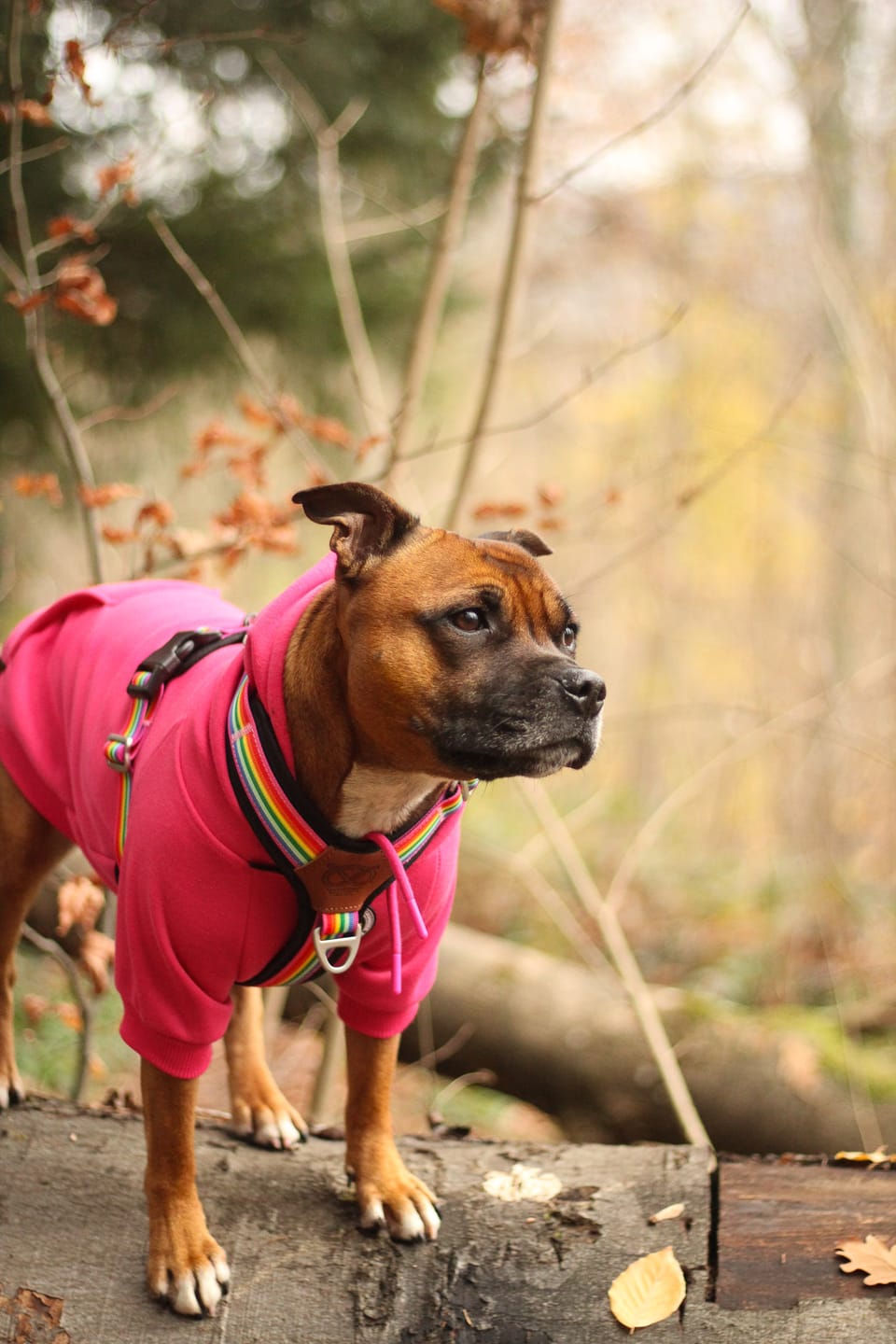 Customer photo review of Staffordshire Bull Terrier 1935® Hoodies - Fuchsia