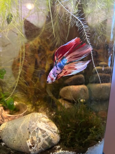 Customer photo review of Multicolor Halfmoon Male Betta Fish | High Grade | Order Directly From Farm |  You Pick Fish |