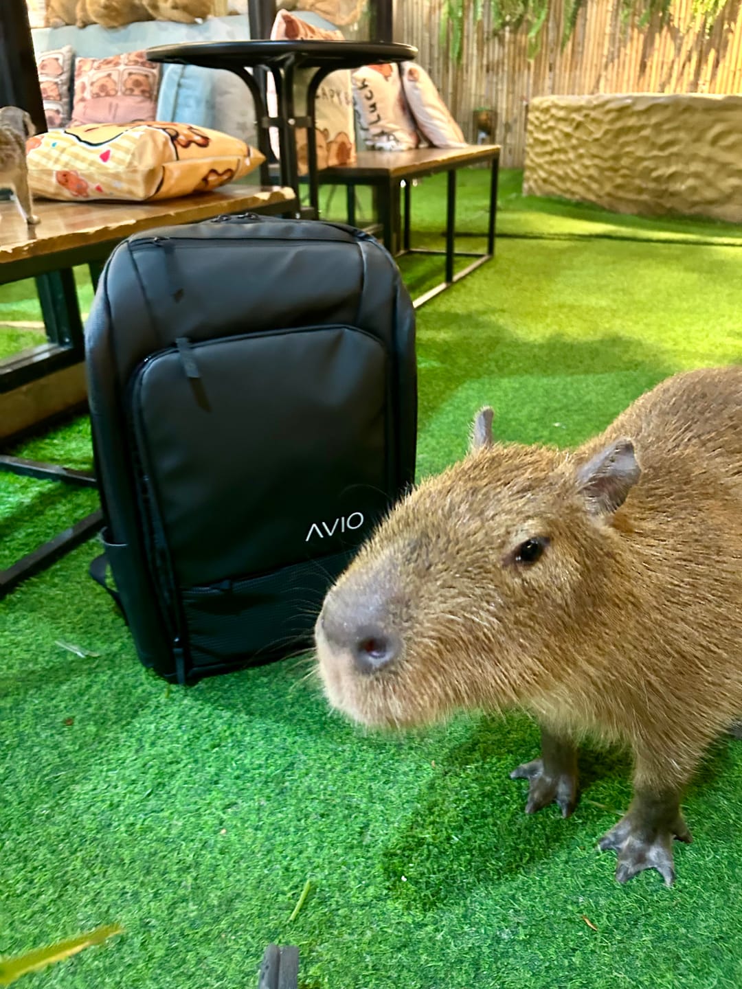 Customer photo review of Apex Vacuum Backpack