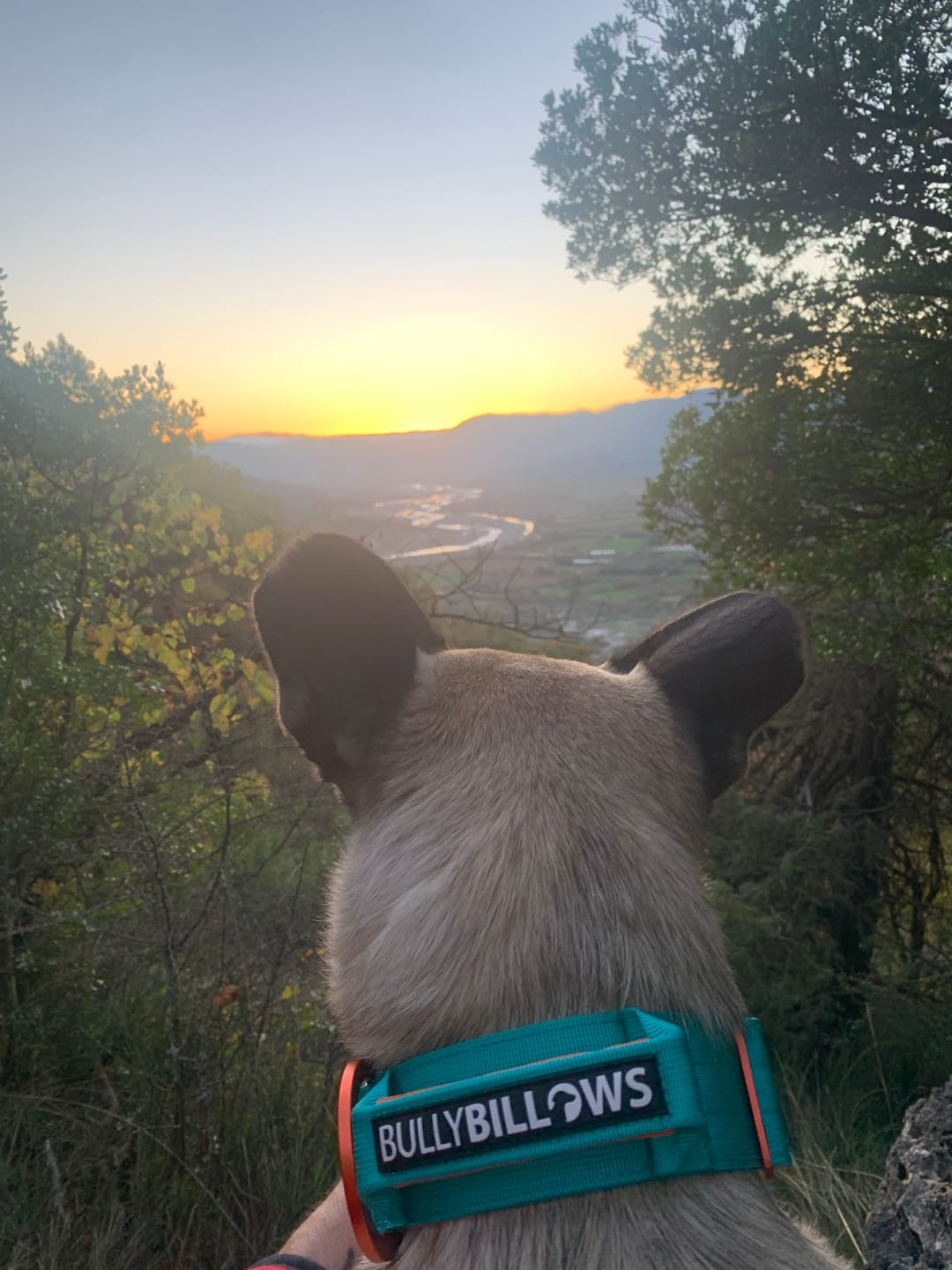 Customer photo review of 5cm Lighter Combat® Collar | With Handle Secure Clip - Turquoise x Orange