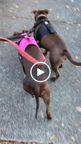 Customer video review of No Pull Bully Proof Harness