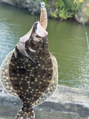 Customer photo review of Kingdom Baits Swimbait