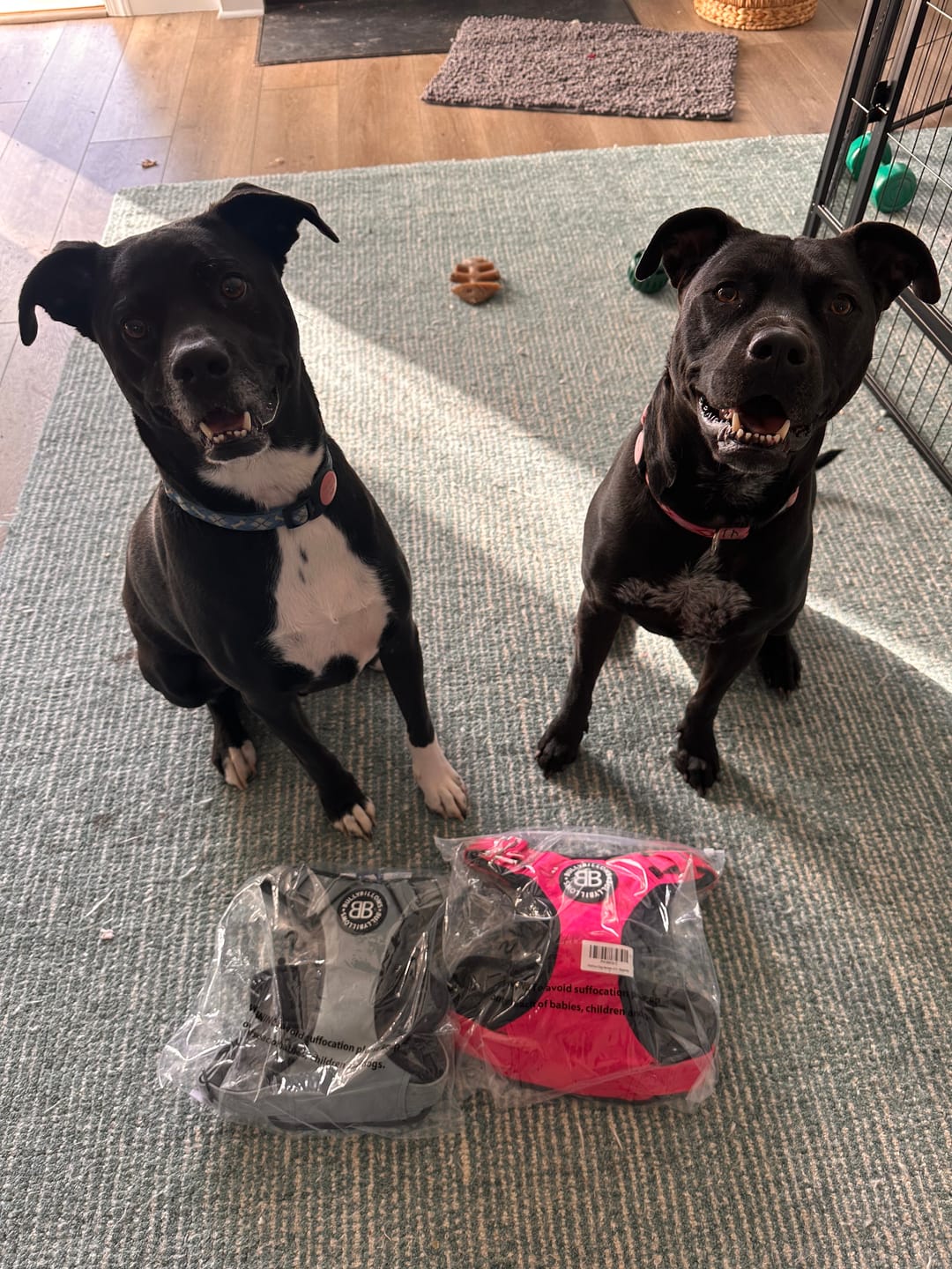 Customer photo review of Comfort Premium Harness | Non Restrictive - Magenta
