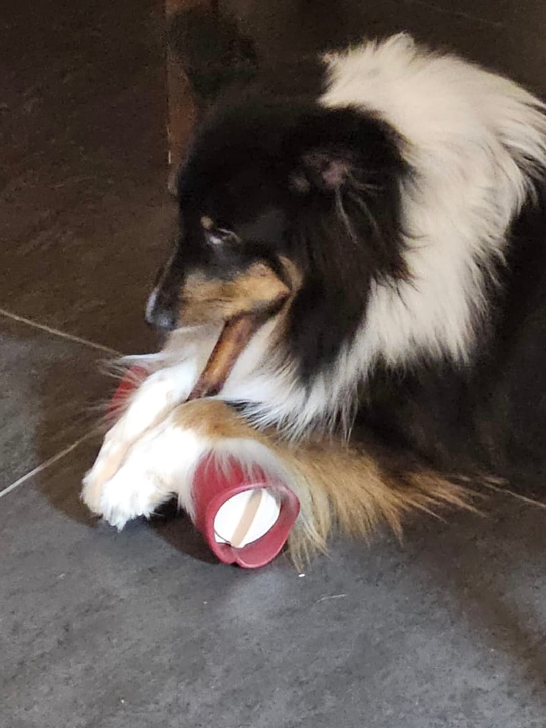 Customer photo review of 6 Inch Beef Jerky Stick