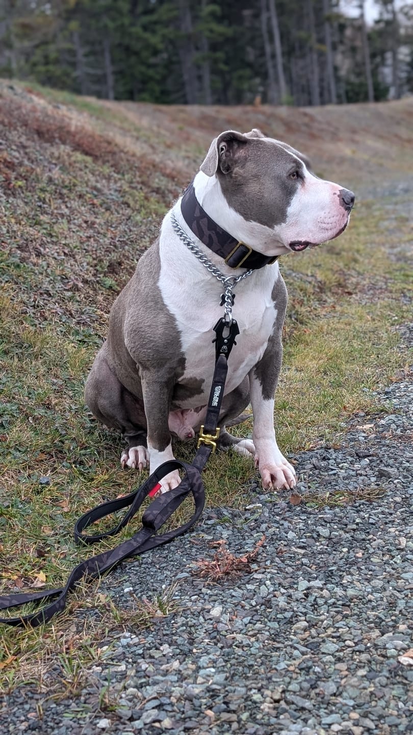 Customer photo review of Tacti Luxe Dog Leash - Gold Camo