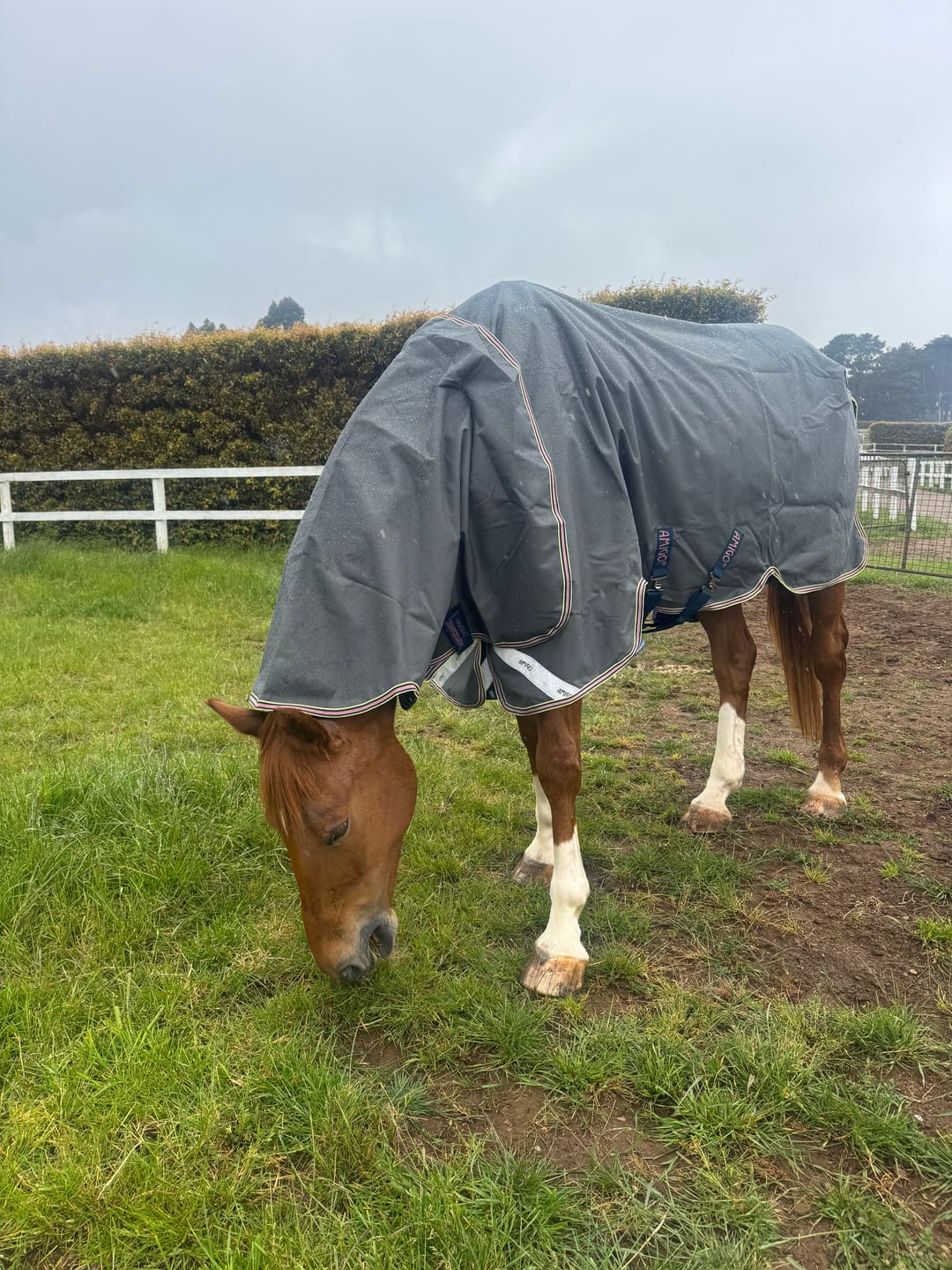 Customer photo review of Amigo 1200D Plus Turnout 0g