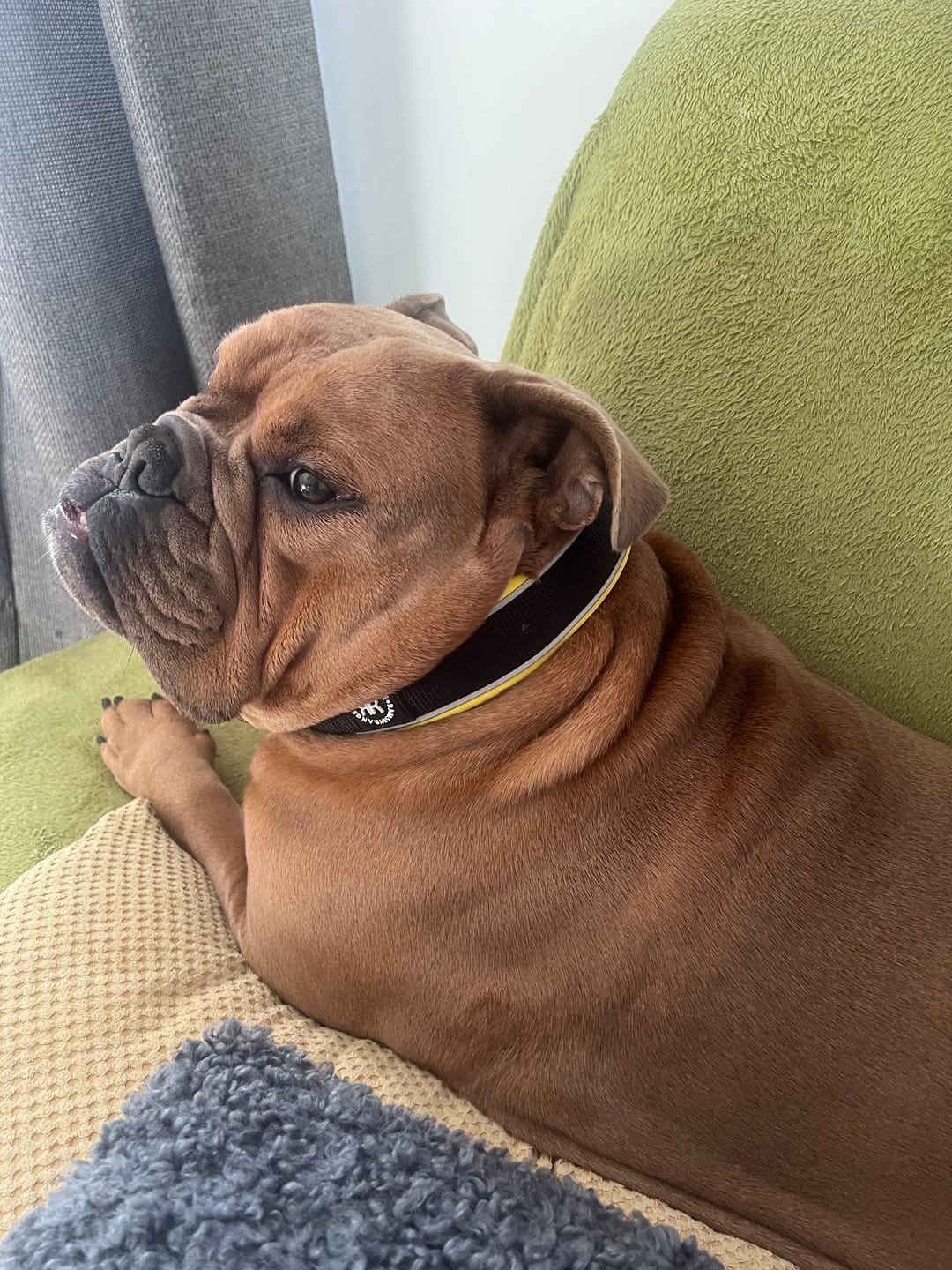 Customer photo review of 4cm Slip on Collar | Foam Padded - Black x Yellow