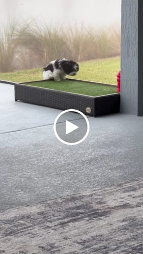Customer video review of Scenting Fire Hydrant