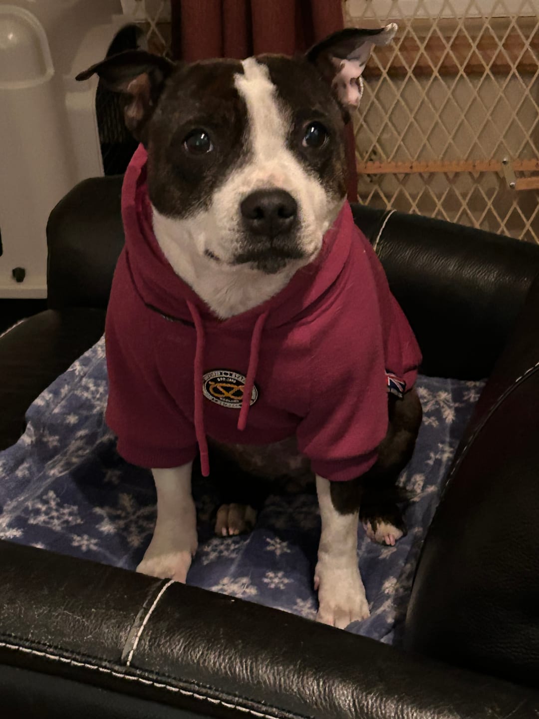 Customer photo review of Staffordshire Bull Terrier 1935® Hoodies - Purple