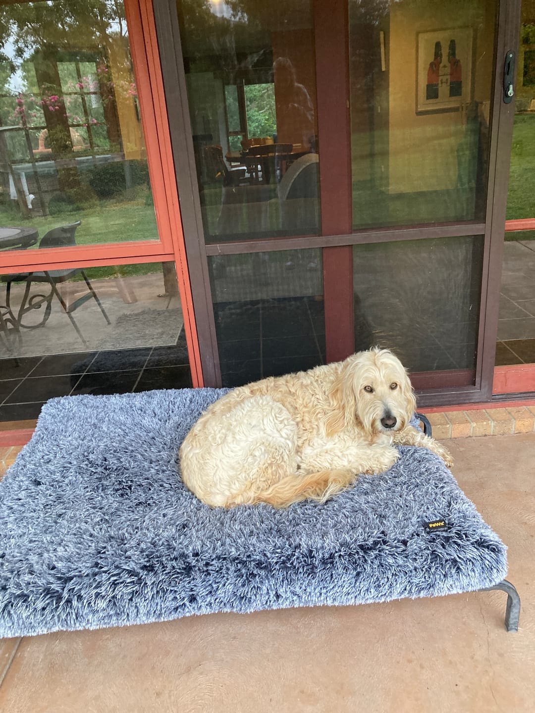 Customer photo review of Premium SuperMat Calming Bed