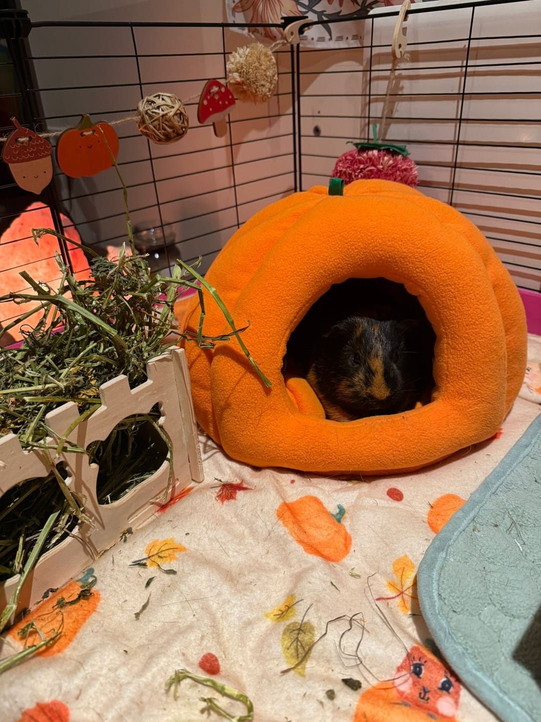 Customer photo review of Fleece Bed | Pawmkin Spice Floofs