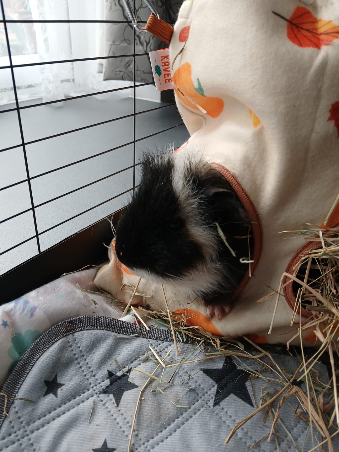 Customer photo review of Hay Bag | Pawmkin Spice Floofs