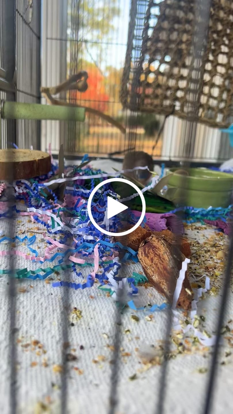 Customer video review of "BYOT" Foraging Flats by Cheep Thrills