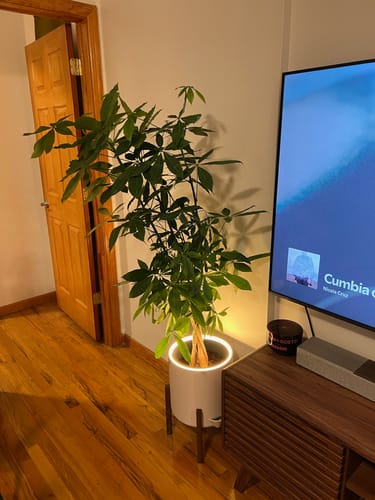 Customer photo review of Aura | Large Round LED Planter