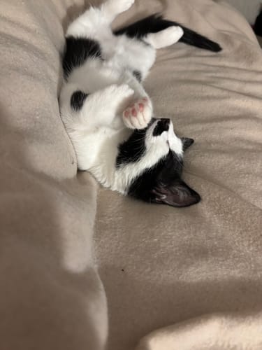 Customer photo review of 3 Month Supply - 1 Cat