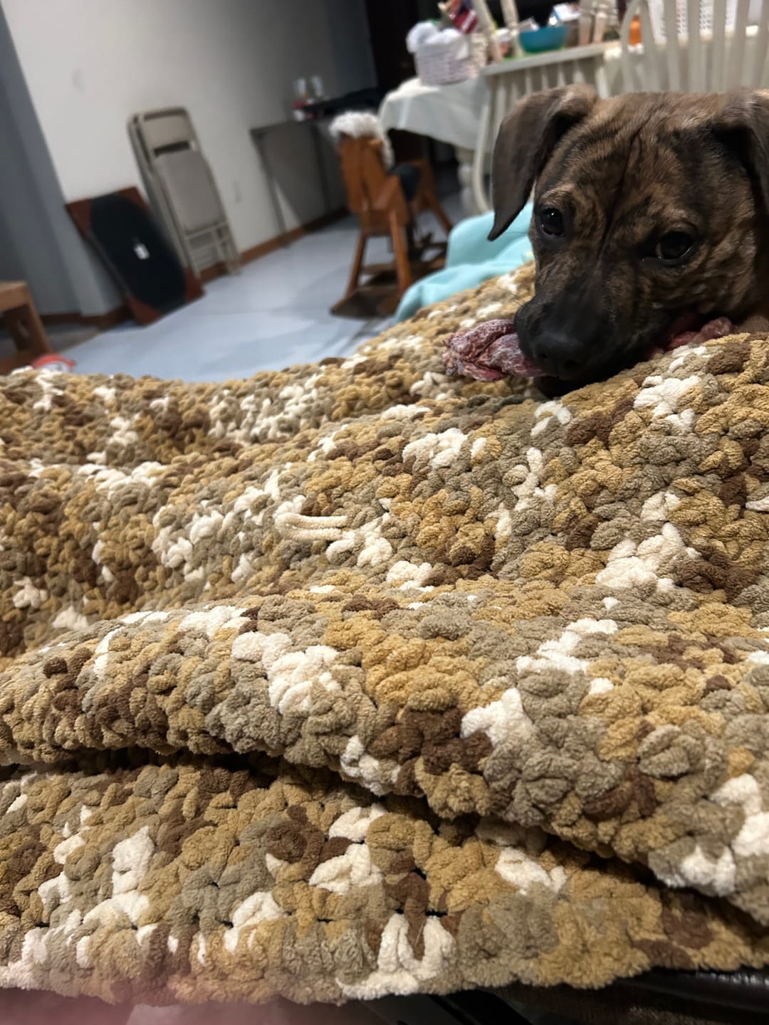 Customer photo review of 6 Inch Thick Braided Bully Stick