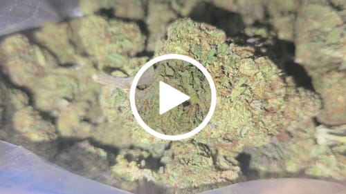 Customer video review of Zookies (Oz)