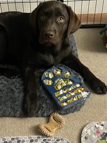 Customer photo review of FreezPaw Mat -  Calming Slow Feeder