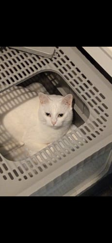 Customer photo review of 1 month supply - 6 Cats