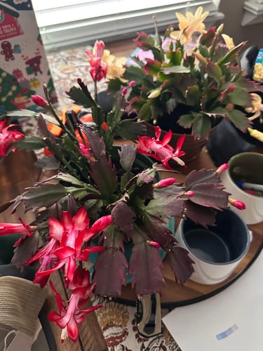 Lisa M. review of Hydration Renew image 1 out of 1