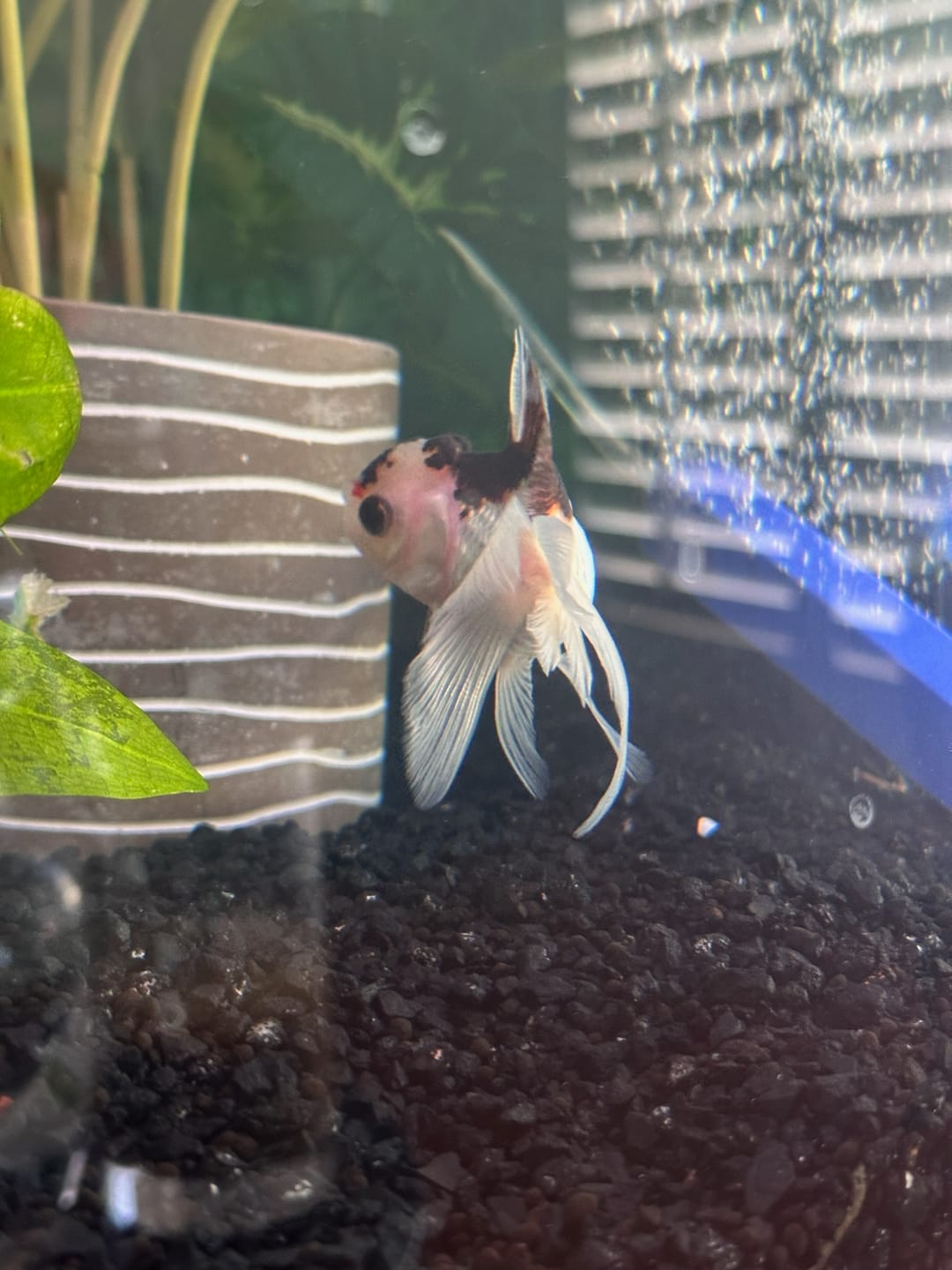 Customer photo review of Live Premium Fancy Goldfish Thai Oranda 2"-4" Body Panda (Our Choice)